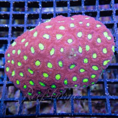 Favia spp colony