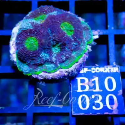 Acanthastrea Echinata
