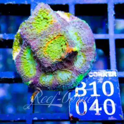 Acanthastrea Echinata