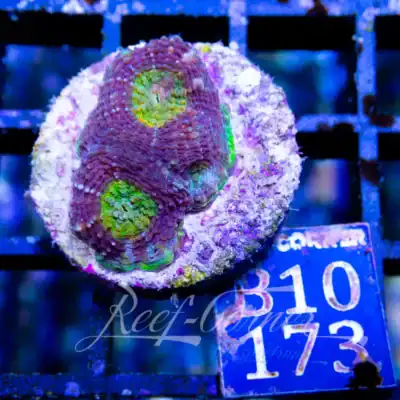 Acanthastrea Echinata