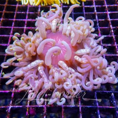 macrodactyla doreensis