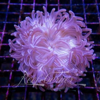 macrodactyla doreensis