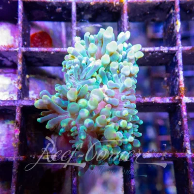 Heteractis Magnifica