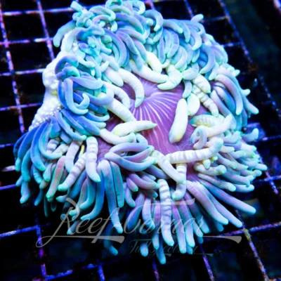 macrodactyla doreensis