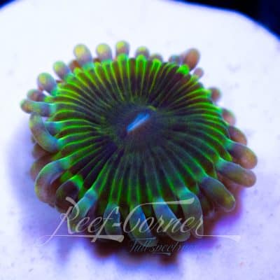 RC Mythos Strain Zoanthus