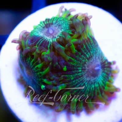 RC Ethereal Rift Zoanthus