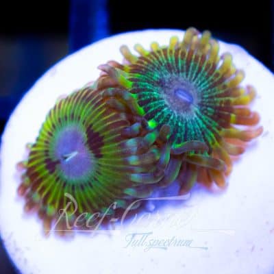 RC Ethereal Rift Zoanthus