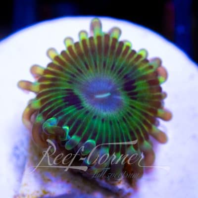 RC Ethereal Rift Zoanthus