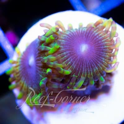 RC Bloodline Zoanthus