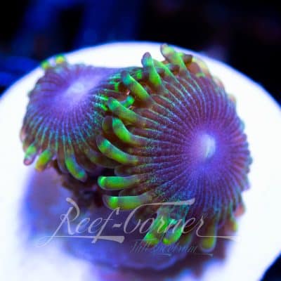 RC Bloodline Zoanthus