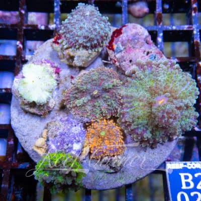 Yuma garden