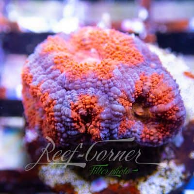 Acanthastrea Micromussa/Lordhowensis