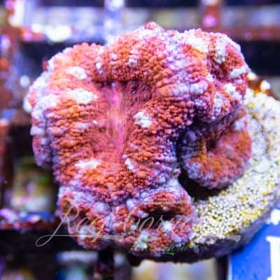 Acanthastrea Micromussa/Lordhowensis Ultra