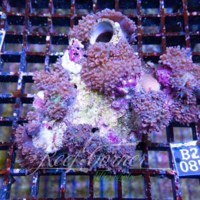 Hairy Rhodactis garden
