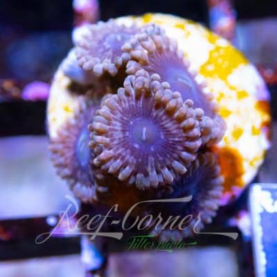 Black elephant Zoanthus
