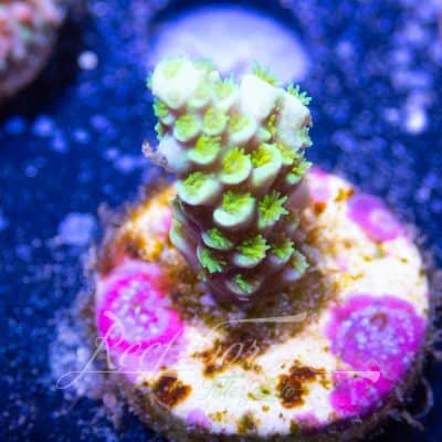 Acropora frag