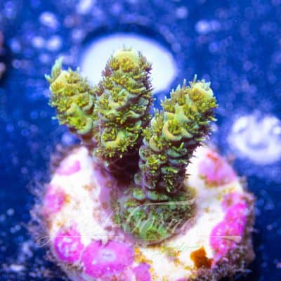 Acropora frag