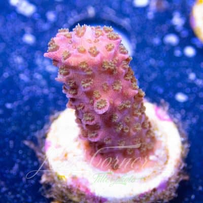 Acropora frag