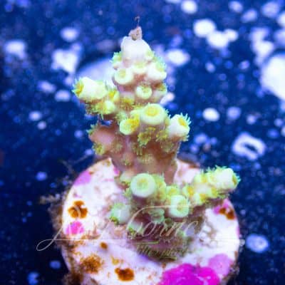 Acropora frag