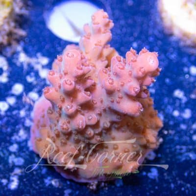 Acropora frag