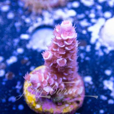 Acropora frag