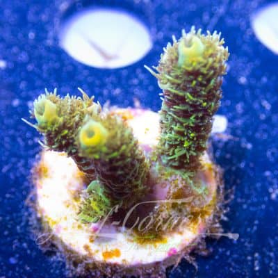 Acropora frag