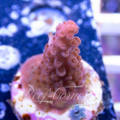 Acropora frag