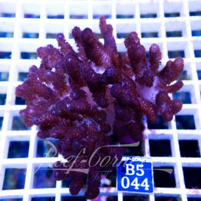 Cladiella spp