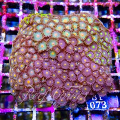 Zoa garden