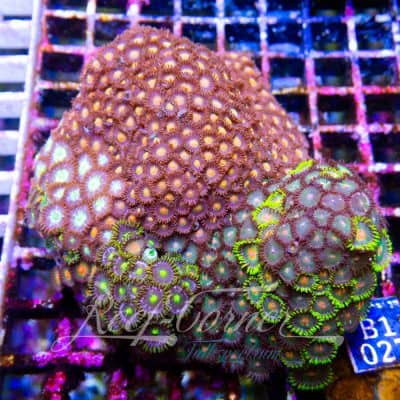 Zoa garden