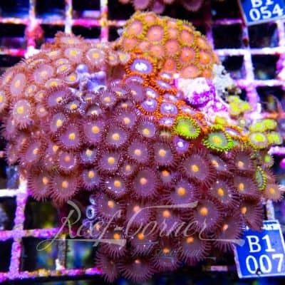 Zoa garden