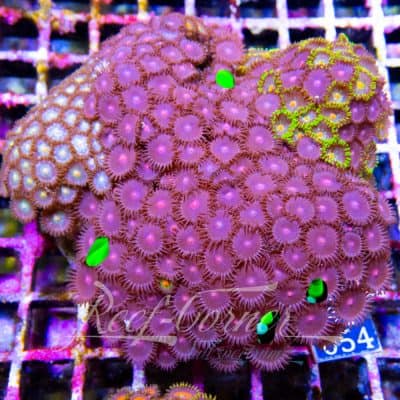 Zoa garden