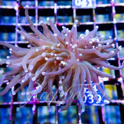 Dragon tamer Euphyllia Glabrescens