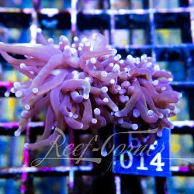 indo golden Euphyllia Glabrescens