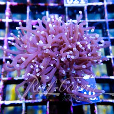 indo golden Euphyllia Glabrescens