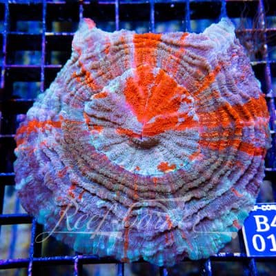 Rainbow Acanthophyllia