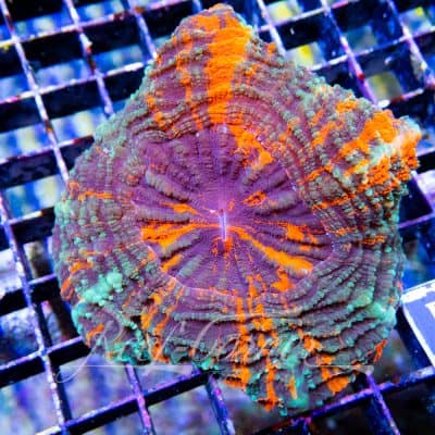 Rainbow Acanthophyllia