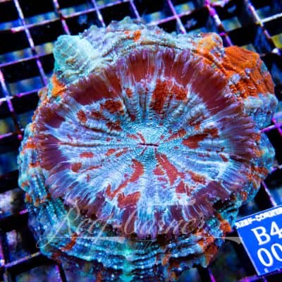 Rainbow Acanthophyllia