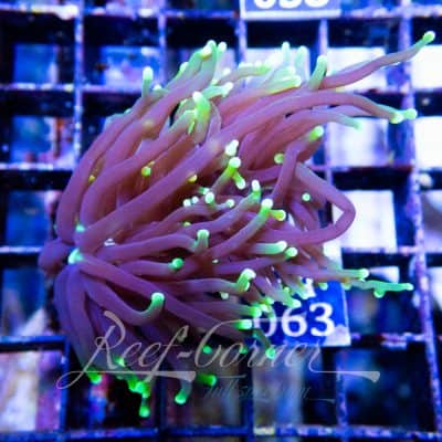 Dragon soul Euphyllia Glabrescens