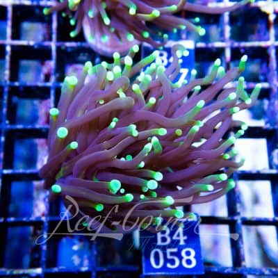 Dragon soul Euphyllia Glabrescens
