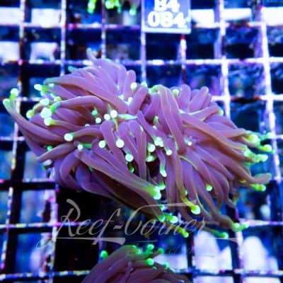 Dragon soul Euphyllia Glabrescens