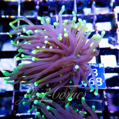 Dragon soul Euphyllia Glabrescens