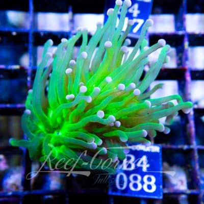 Cotton candy Euphyllia Glabrescens