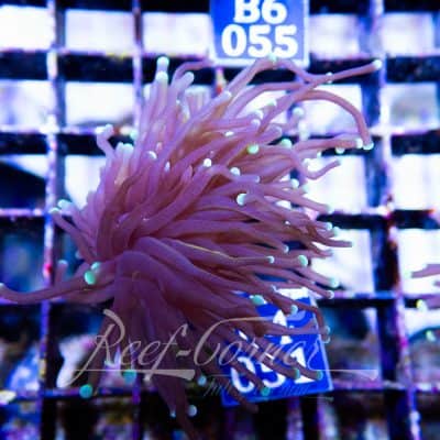 Dark Hellfire Euphyllia Glabrescens