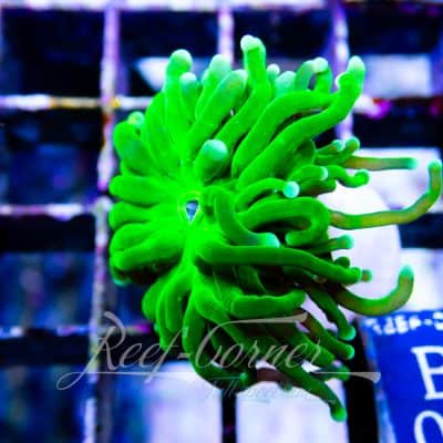 Green Euphyllia Glabrescens