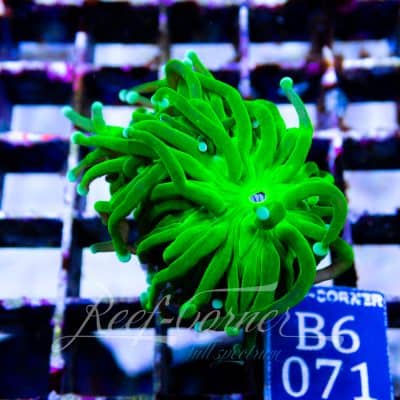 Green Euphyllia Glabrescens