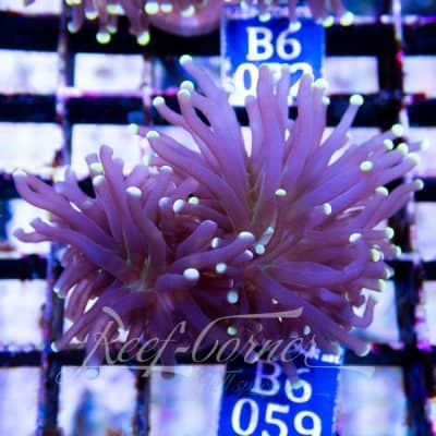 Black torch Yellow tip Euphyllia Glabrescens