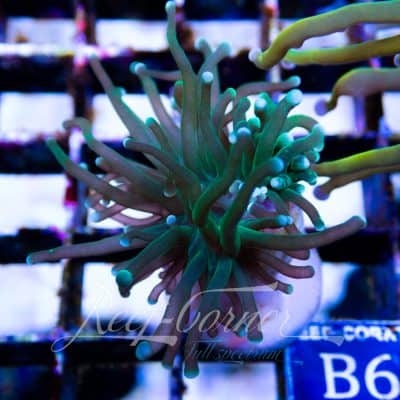 Mix multicolour Euphyllia Glabrescens