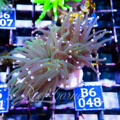 Green torch Yellow tip Euphyllia Glabrescens