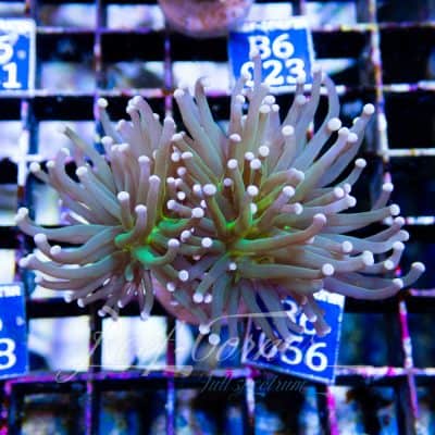 Green torch Yellow tip Euphyllia Glabrescens